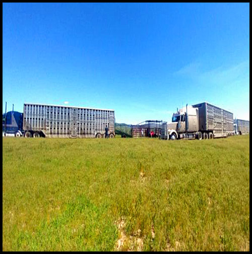 Thorn Creek Ranch