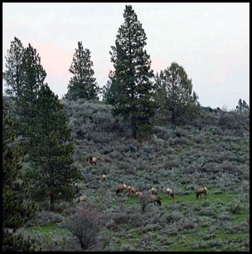 Thorn Creek Ranch